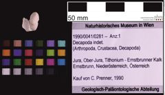 Foto (Objekt + Etiketten) von Decapoda indet. (NHMW-GEO-1990-0041-0281)